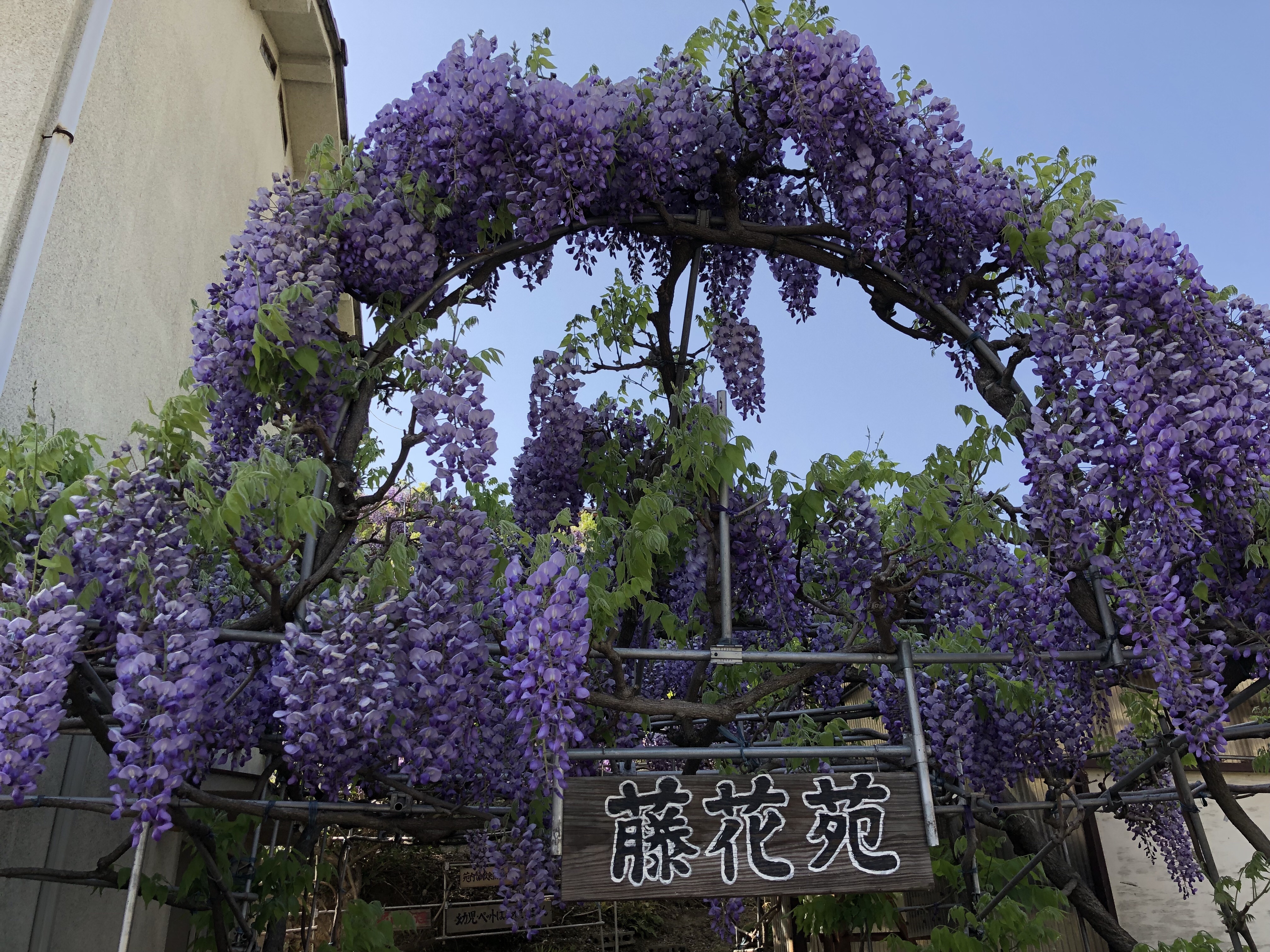 岡山県笠岡市にある個人が開いた藤園が凄かったです 藤の花の香りに包まれて 一面藤の花です 藤花苑 とうかえん Le Ciel